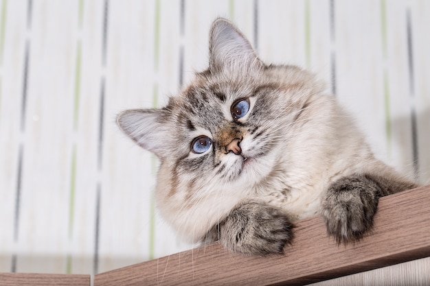 Chat moelleux se trouve sur une table en bois.