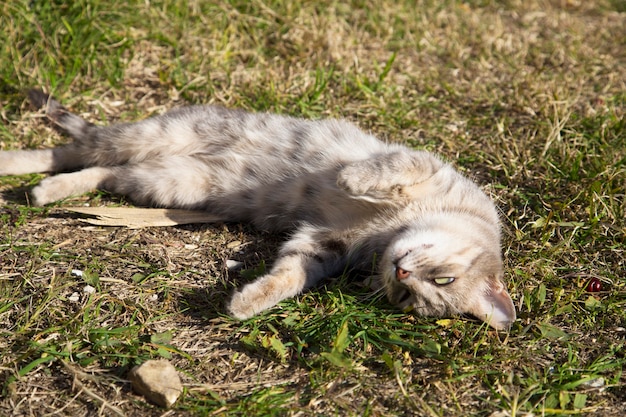 Un chat mort sur l'herbe verte, la mort des animaux errants