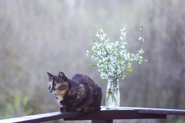 Chat multicolore assis sur une balustrade en bois près du bouquet printanier de branches de cerisier en fleurs.