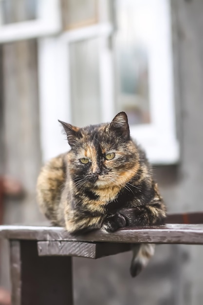 Chat multicolore assis sur une balustrade en bois