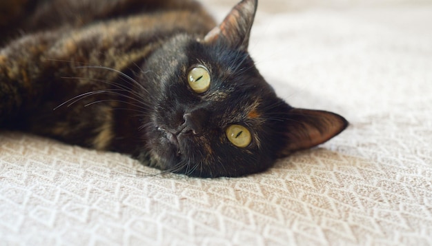 Un chat multicolore se trouve détendu sur un canapé