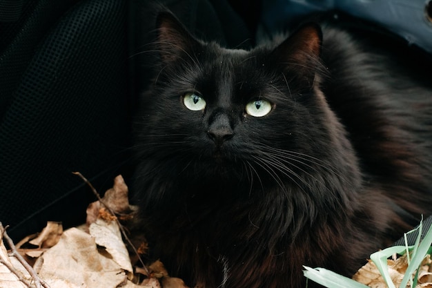 Le chat mystique mignon noir se repose dans les feuilles d'automne.