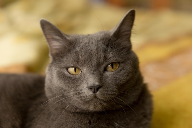 Un chat avec un nez jaune