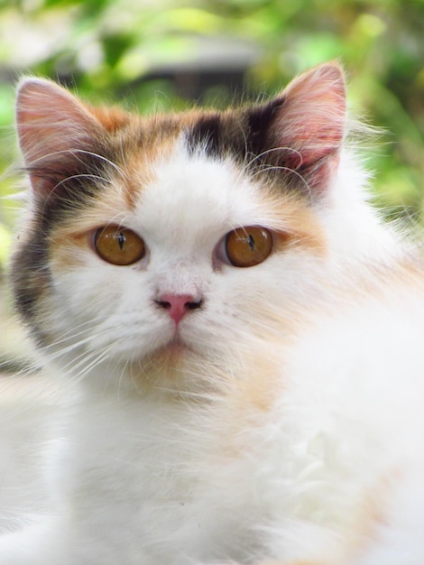 Un chat avec un nez noir et un visage blanc