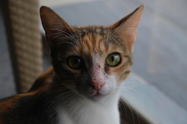 Un chat avec un nez rose