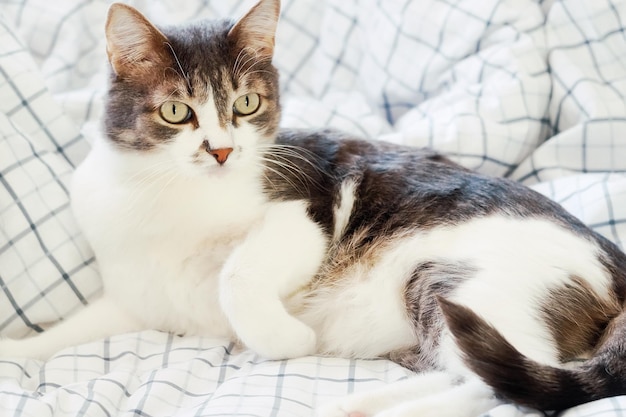 Le chat noble se trouve sur une couverture blanche et regarde avec intérêt Un bel animal de compagnie se repose sur le lit