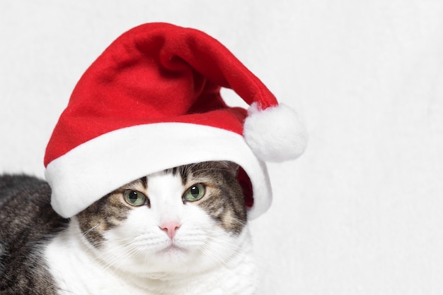 Chat de Noël en chapeau de père Noël rouge, sur fond blanc