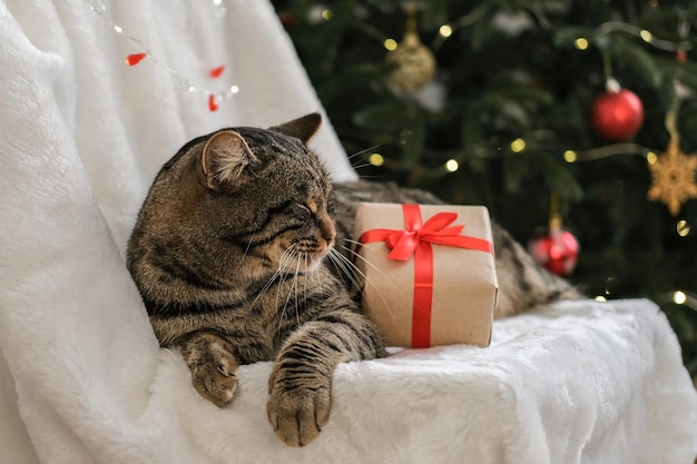 Chat de Noël Chat tigré avec un cadeau de Noël sur le fond d'un arbre de Noël