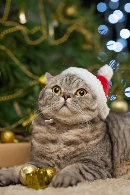 Chat de Noël dans un chapeau de père Noël rouge bannière de carte de voeux de nouvel an