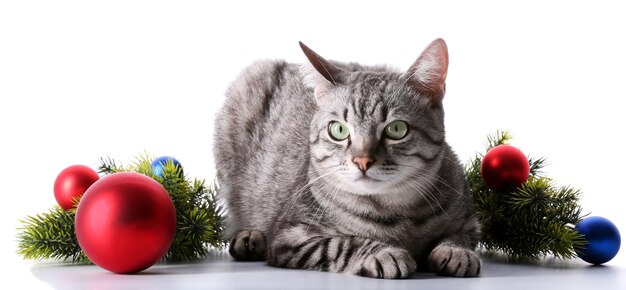 Chat de Noël isolé sur blanc