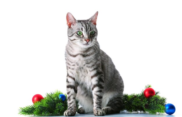 Chat de Noël isolé sur blanc
