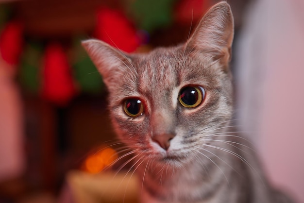 Chat de Noël. Portrait chaton rayé avec guirlande de lumières de Noël sur fond rouge festif.