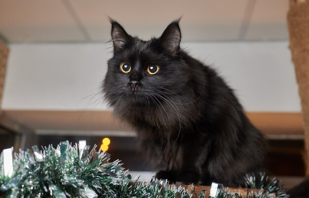 Chat de Noël. Portrait chaton rayé avec guirlande de lumières de Noël sur fond rouge festif.