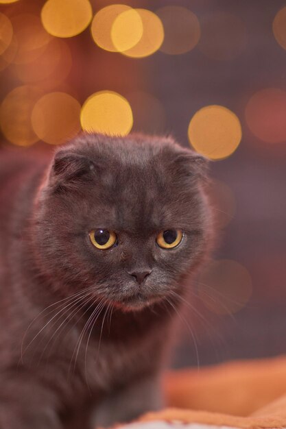 Chat de Noël. Portrait chaton rayé avec guirlande de lumières de Noël sur fond rouge festif.