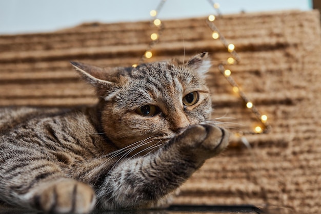 Chat de Noël. Portrait chaton rayé avec guirlande de lumières de Noël sur fond rouge festif.