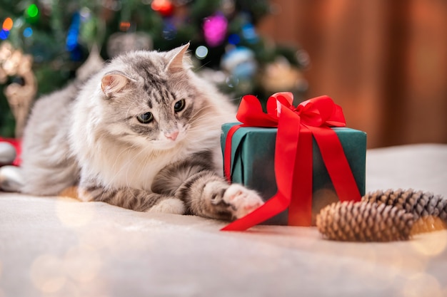 Chat de Noël Portrait de gros chat moelleux à côté de la boîte-cadeau Arbre de Noël