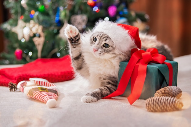 Chat de Noël Portrait de gros chat moelleux à côté de la boîte-cadeau Arbre de Noël
