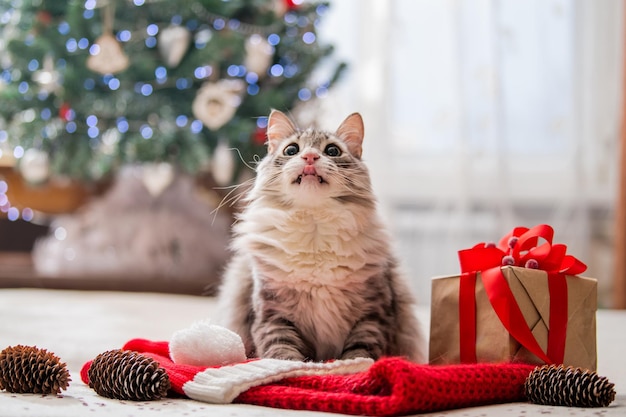 Chat de Noël Portrait d'un gros chat moelleux à côté d'une boîte-cadeau sur le fond d'un arbre de Noël et de lumières de guirlandes