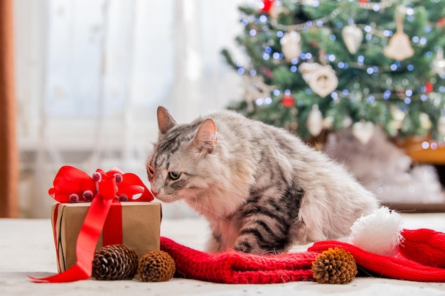 Chat de Noël Portrait d'un gros chat moelleux à côté d'une boîte-cadeau sur le fond d'un arbre de Noël et de lumières de guirlandes