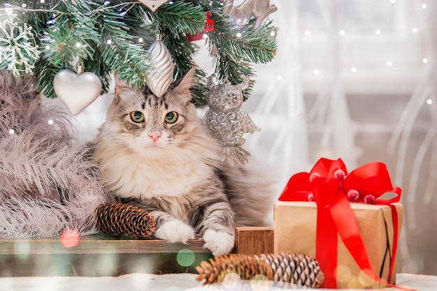 Chat de Noël Portrait d'un gros chat moelleux à côté d'une boîte-cadeau sur le fond d'un arbre de Noël et de lumières de guirlandes