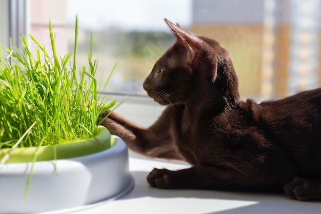 Le chat noir abyssin aux yeux verts mange de l'herbe