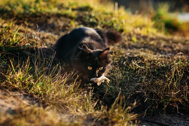 Un chat noir affamé sans-abri attrapant du poisson avec un pêcheur sur la rive de la rivière Un chat noir affamé égaré obtient