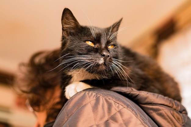 Chat noir allongé sur le dos de la femme et regarde quelque part. Les yeux jaunes. Derrière la tête. Intérieur. Accueil. Content. Chaud