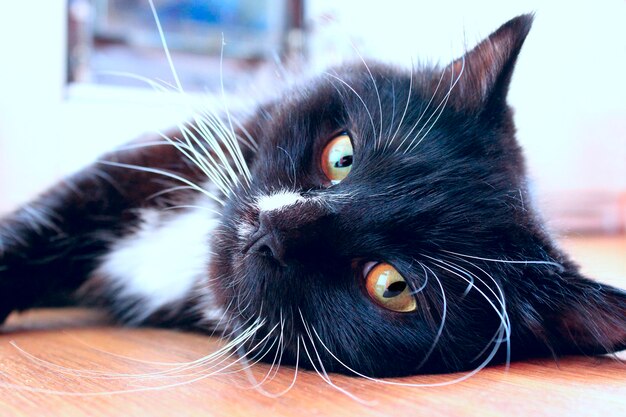 Un chat noir allongé sur le sol Un chat au museau paresseux Un chat paresseux en gros plan allongé au sol Un animal domestique