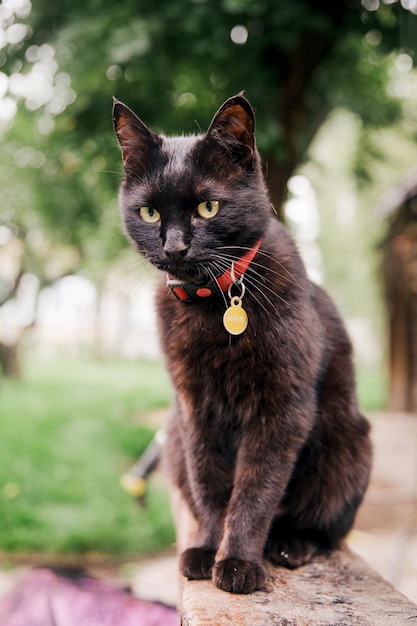 Chat noir assis dans le jardin