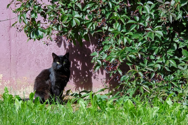 Chat noir assis sous un buisson en été