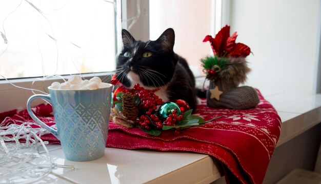 Le chat noir attend Noël sur la fenêtre