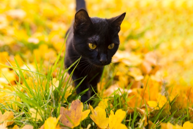 Chat noir aux yeux jaunes marchant sur l'herbe avec des feuilles tombées jaunes