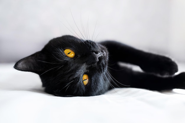 Photo le chat noir aux yeux jaunes se trouve sur un canapé, un chaton ludique se trouve sur le dos, affectueux et mignon