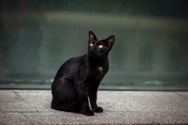 Un chat noir aux yeux oranges