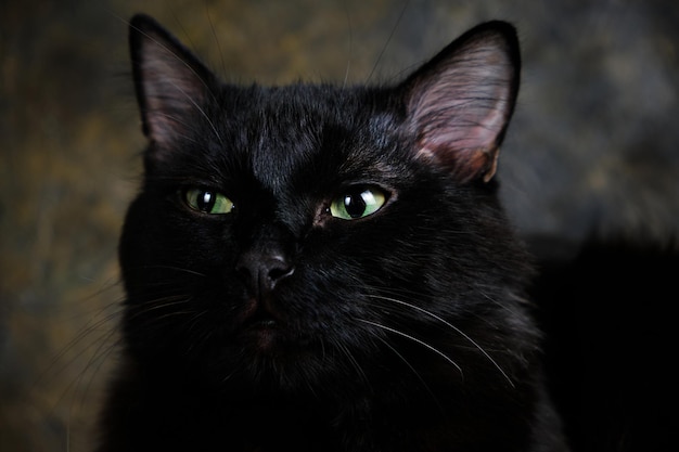 Chat noir aux yeux verts, vieux fond de mur.