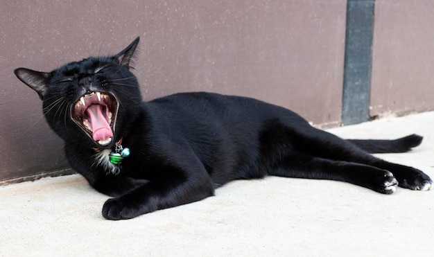 Chat noir bâillement bouche ouverte