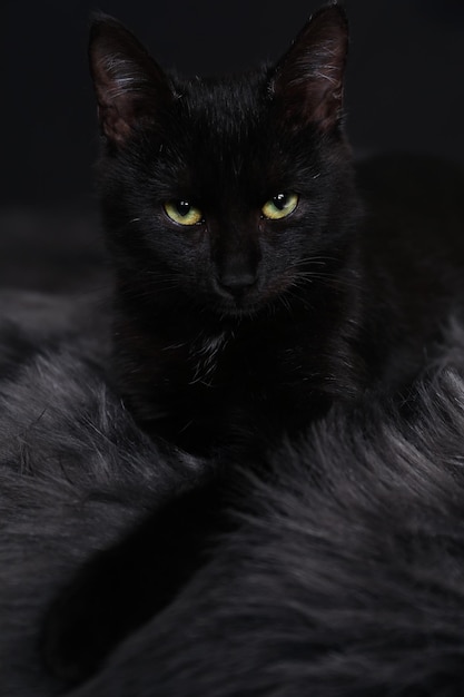 Chat noir avec de beaux yeux sur un tapis flou sur fond sombre