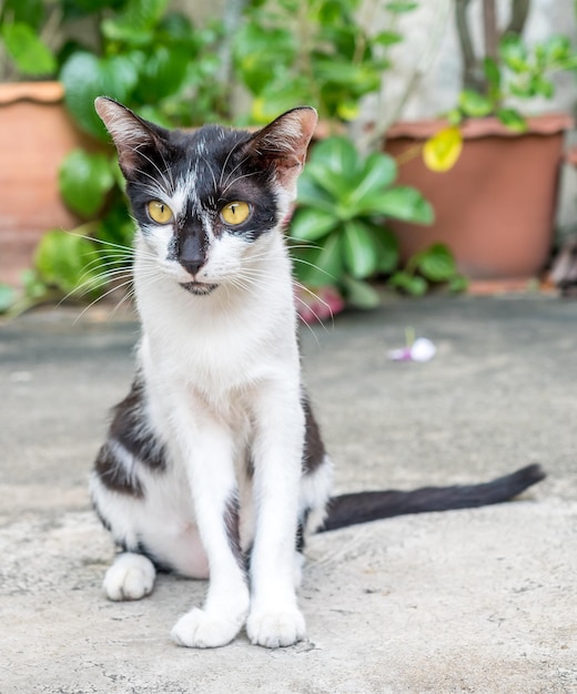 Chat noir et blanc adulte assis sur un sol extérieur en béton mise au point sélective sur son œil