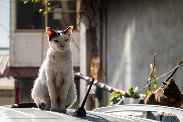 Chat noir et blanc agressif sauvage