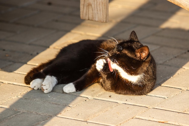 Le chat noir et blanc allongé dans la rue et lèche une patte