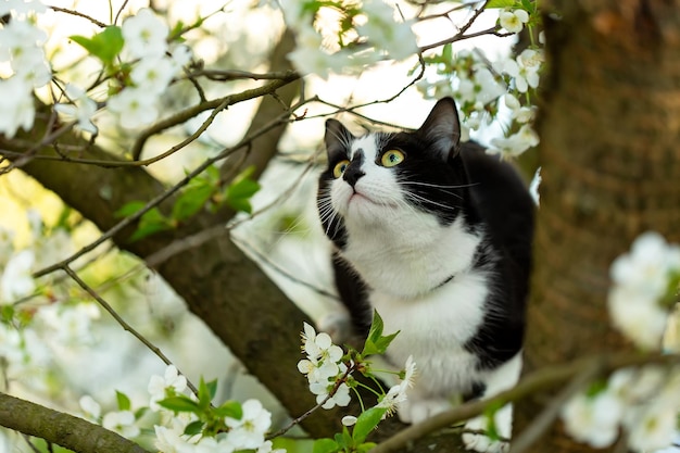 Chat noir et blanc assis sur un arbre Fleur de pommier