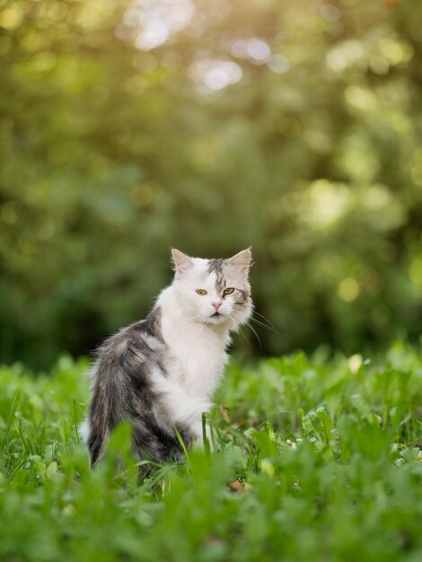 Chat noir et blanc assis dans l'herbe verte