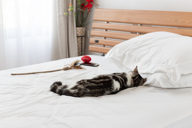 Chat noir et blanc dormir sur un lit blanc confortable à l'intérieur de la chambre moderne