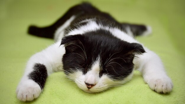 un chat noir et blanc dort sur une couverture verte