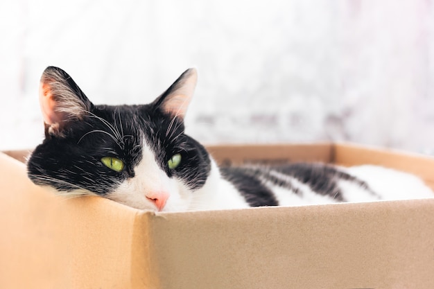 Chat noir et blanc dort dans une boîte en carton