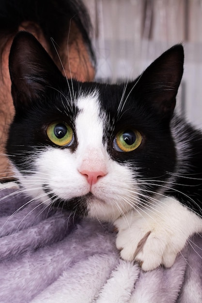 Chat noir et blanc sur l'épaule d'une fille