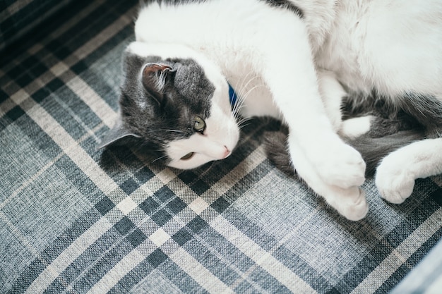 Un chat noir et blanc est allongé sur le canapé chat mignon enveloppé dans une boule