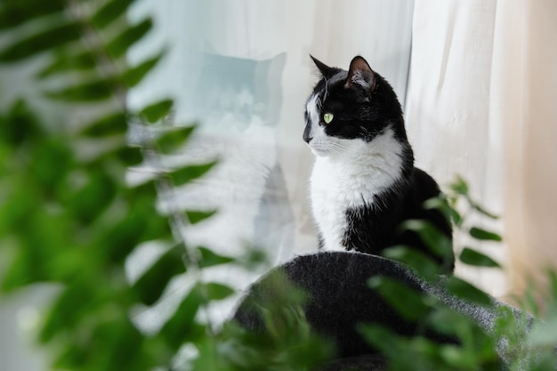 Un chat noir et blanc est assis près d'une plante d'intérieur et regarde par la fenêtre