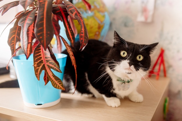 Chat noir et blanc avec étonnement regarde la caméra assise sur la table à côté du globe