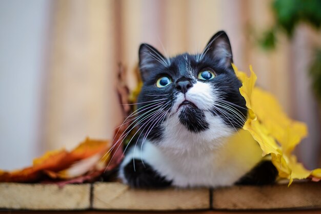 Chat noir et blanc avec des feuilles d'automne